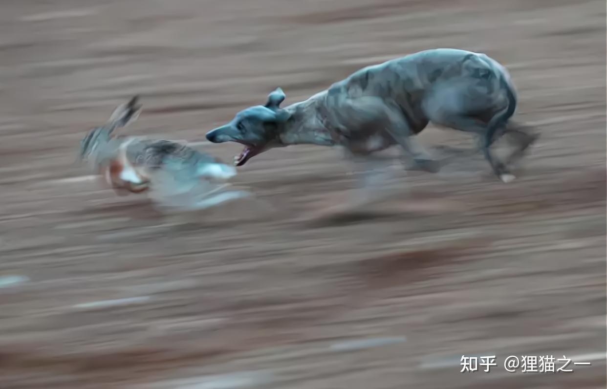 中华犬种活化石濒临灭绝!陕西细狗时速60千米,会输给现代犬种? - 知乎