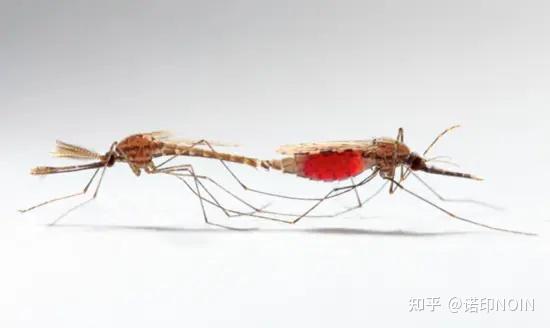 以噪制噪?所谓超声波驱蚊,究竟有多少料 - 知乎