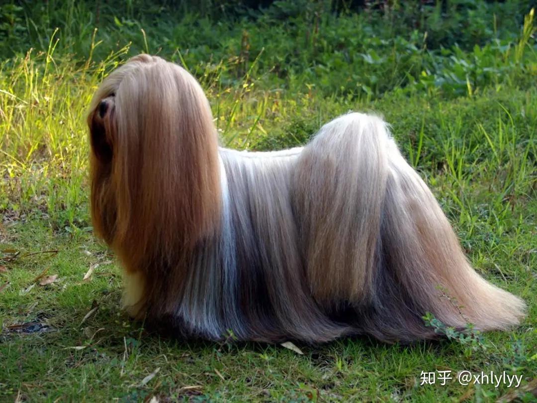 Большая волосатая собака фото