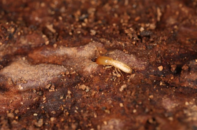 梅雨季节白蚁分飞如何有效防治