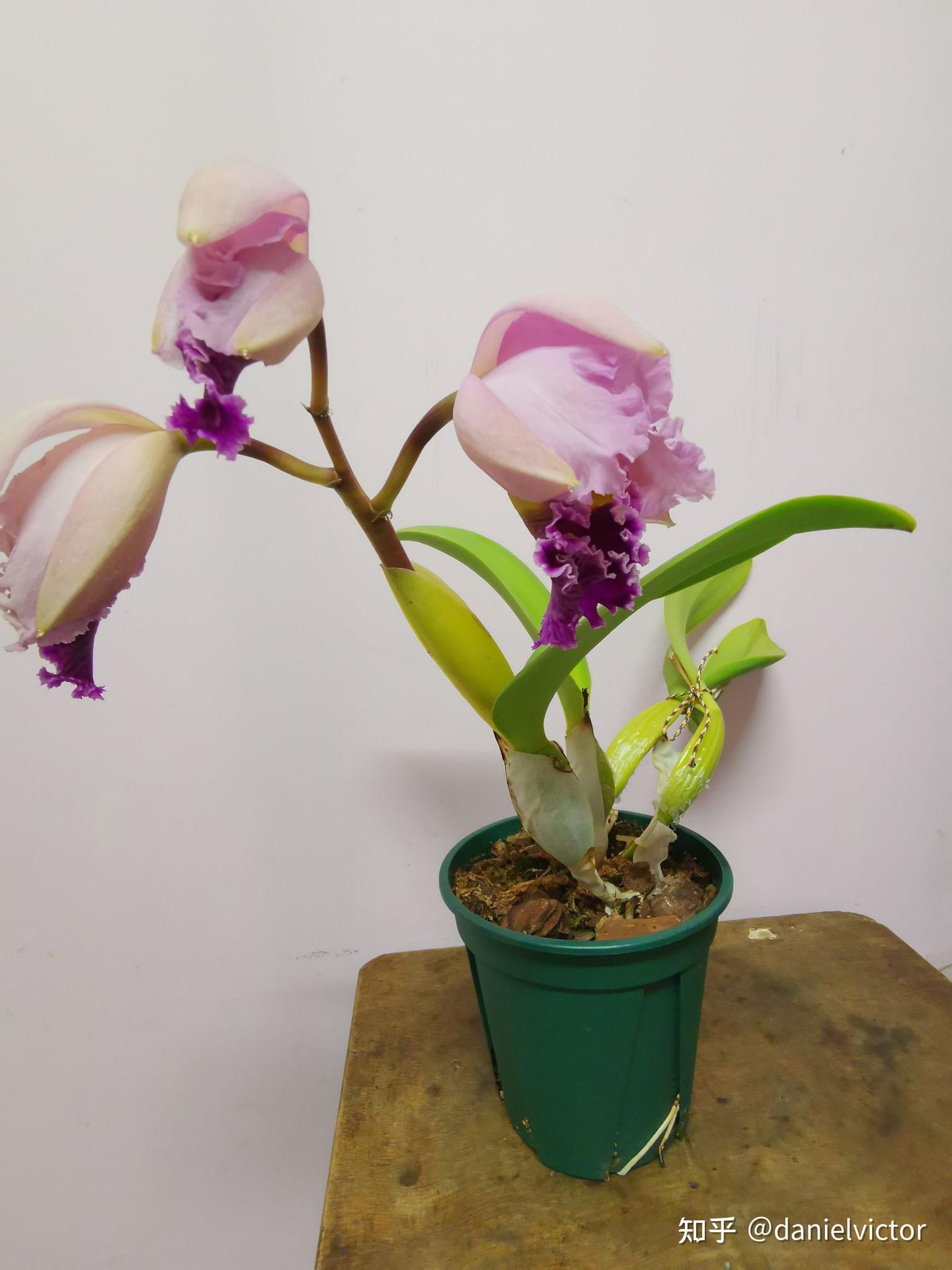 花友谈养兰花的经验--卡特兰、秋石斛的经验,坐标北京南向阳台 - 知乎