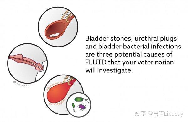 猫的膀胱炎和下泌尿道疾病 Flutd 知乎