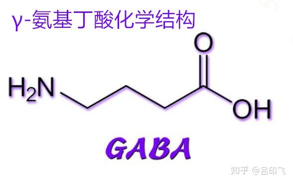 营养功能成分每日一讲γ氨基丁酸