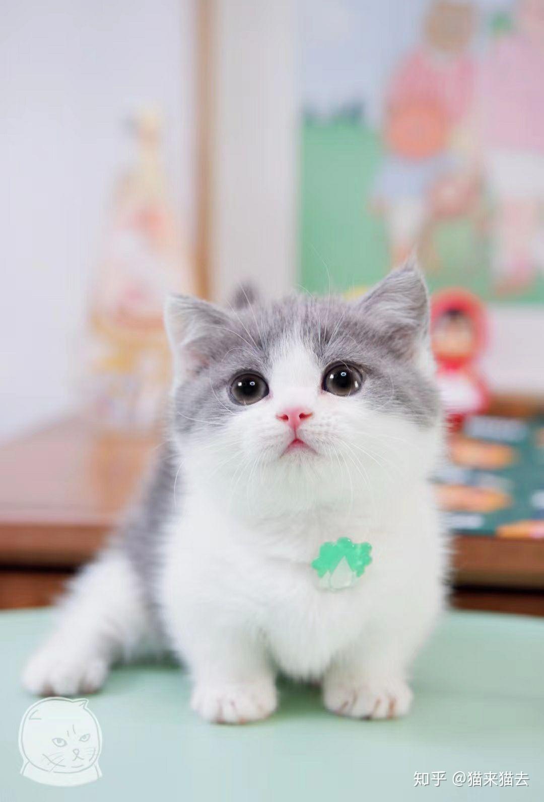 如何选购曼基康矮脚猫