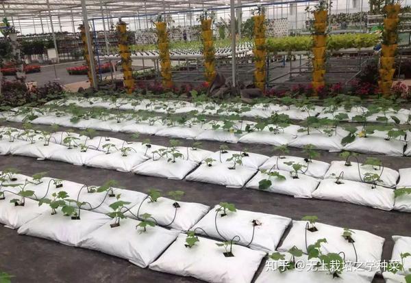 如果你还没有接触过无土栽培 又想尝试学习 这篇文章就非常适合你 知乎