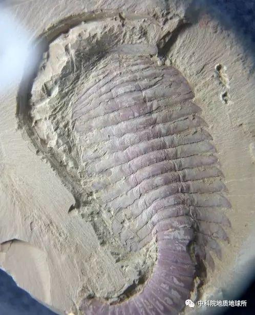 奇虾微网虫到底是什么原因导致了寒武纪生命大爆发?