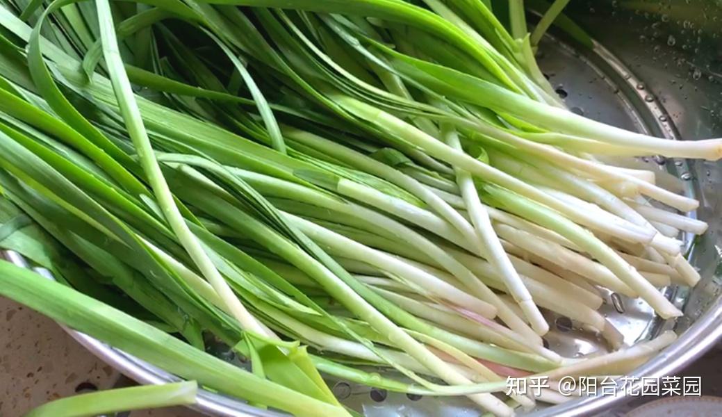 5步教你盆栽韭菜,根根粗壮“像小葱”,过年割了,包饺子 - 知乎