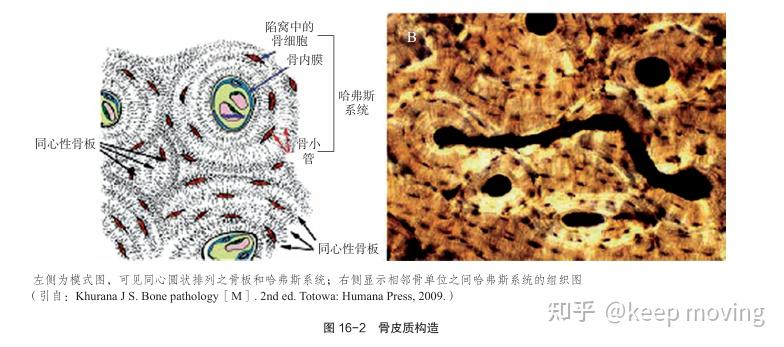 骨组织结构及骨质疏松模型 - 知乎