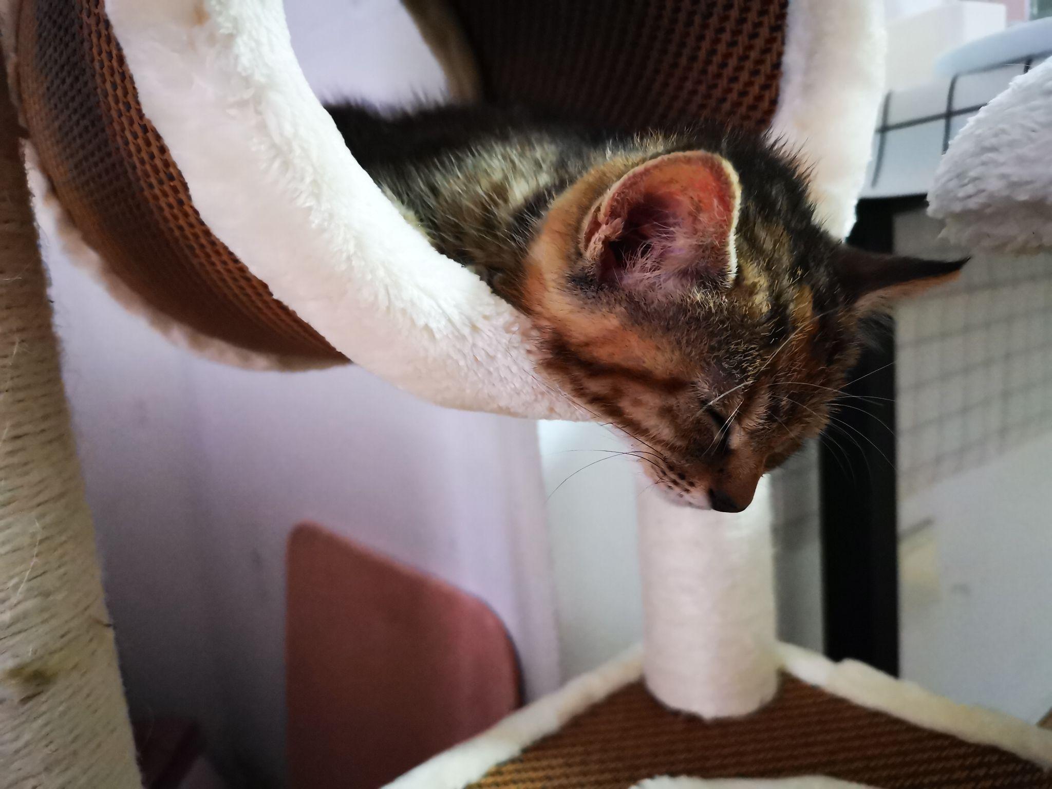 养六个月以下的小奶猫是怎样的体验?