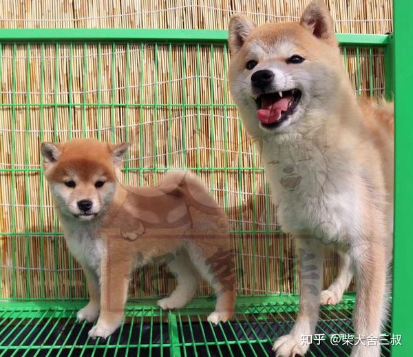 柴犬百科 柴犬都有豆豆眉吗 没有豆豆眉是纯种柴犬吗 知乎