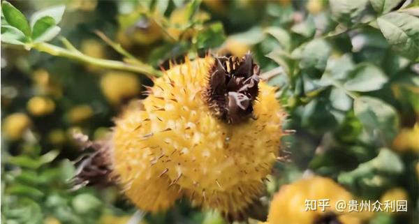 贵州刺梨—大山深处走出来的美物 - 知乎