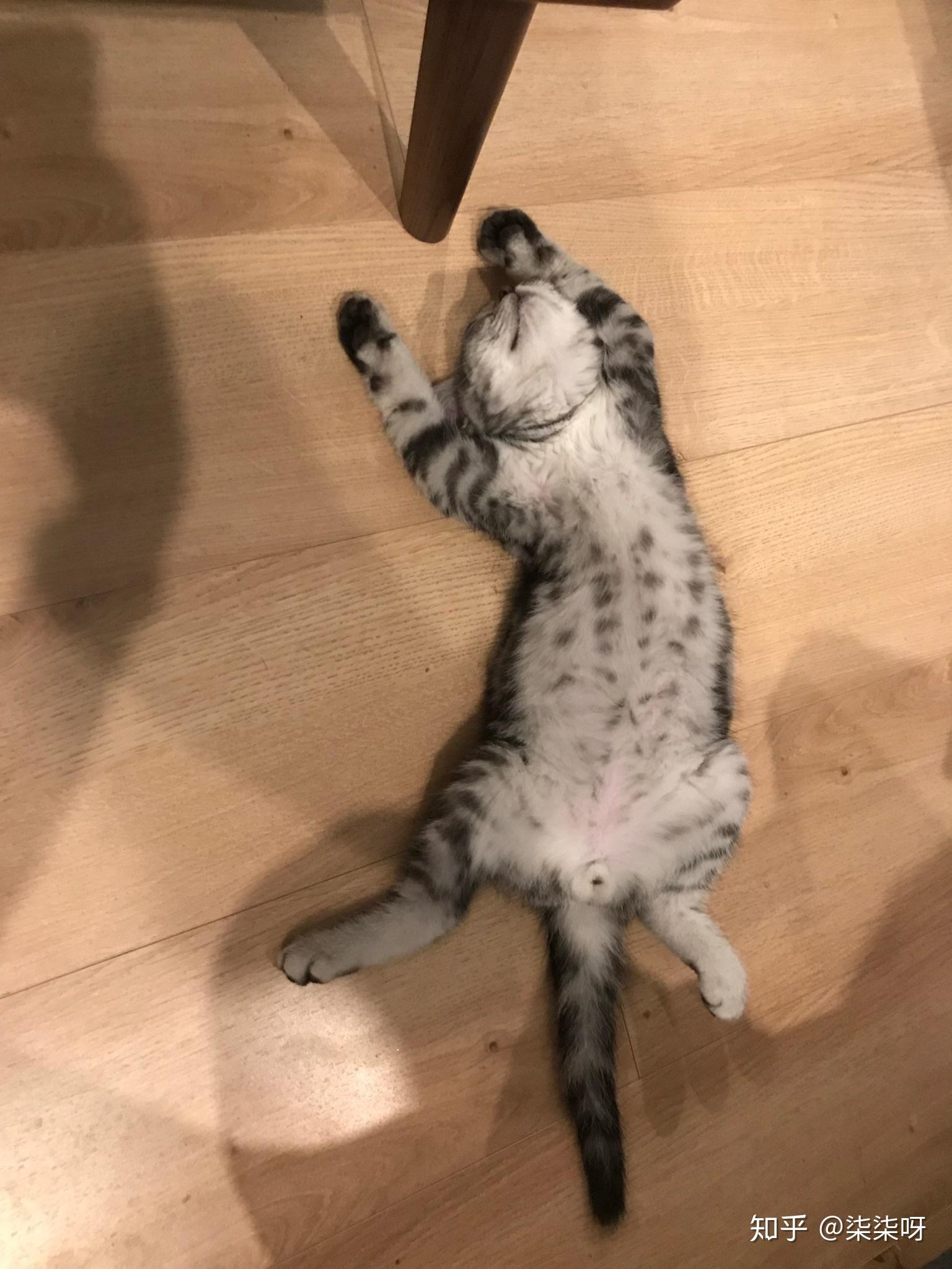 猫咪仰面朝天睡是表达信任了吗