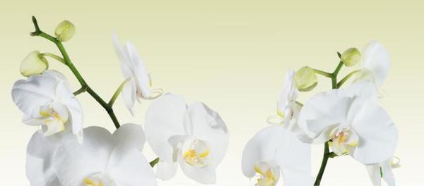 盘点春兰蕙兰建兰寒兰墨兰春剑莲瓣兰7大兰花的叶型和开花特点 知乎