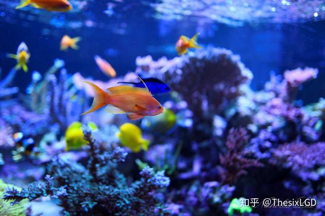经典海水礁岩生态缸分享，180×120×60厘米三面观赏海缸