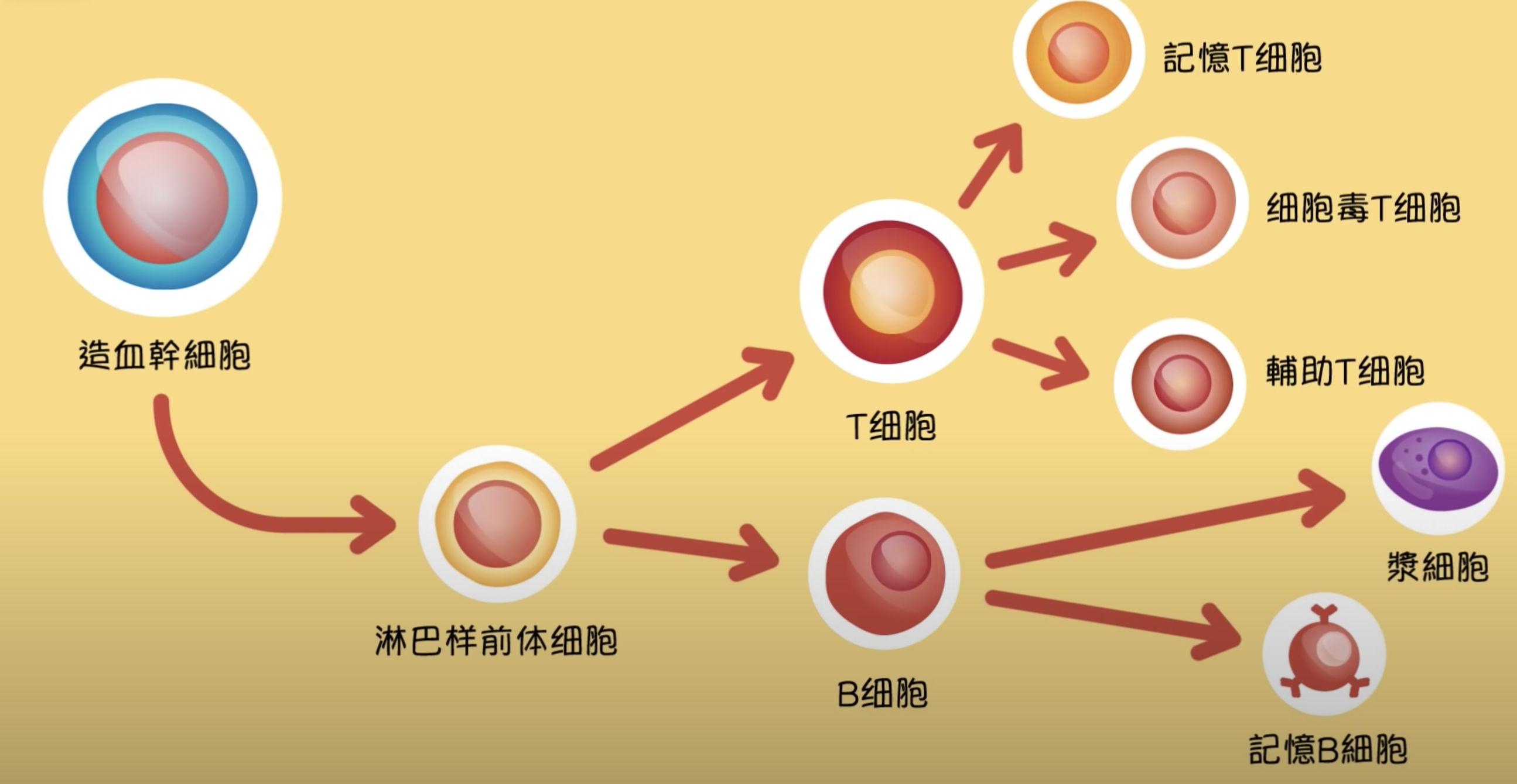 还会激活某些 t 和 b 细胞,建立免疫记忆美国emory大学疫苗研究中心7