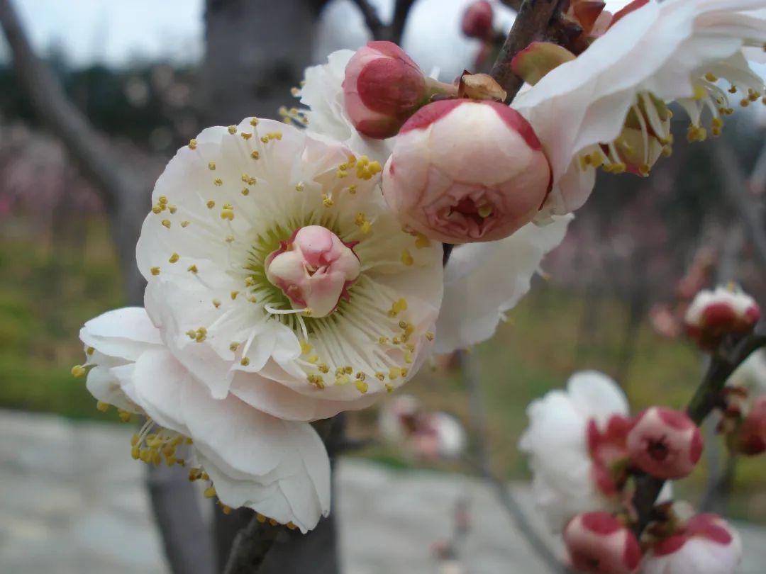 银红台阁梅花图片