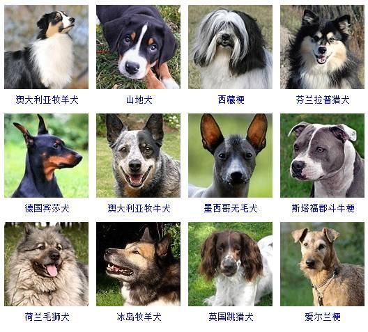 178种狗狗品种大全,原来按体型智商都是这么分! - 知乎