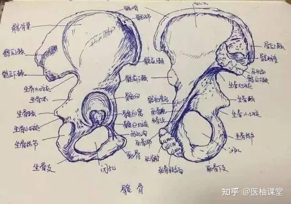 人体6大部位「骨关节」的记忆要点！ - 知乎