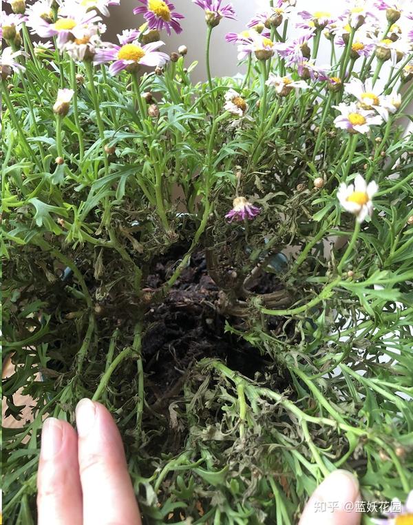 蓝妖 玛格丽特菊为什么入夏就枯萎 教你一招 秋天满血复活 知乎 蓝妖 玛格丽特菊为什么入夏就枯萎 教你一招 秋天满血复活 知乎