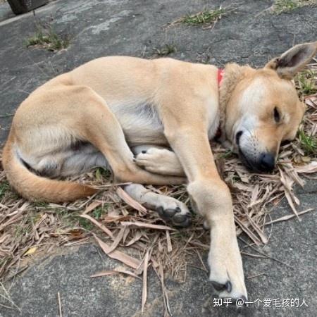 狗狗关节肿了怎么回事