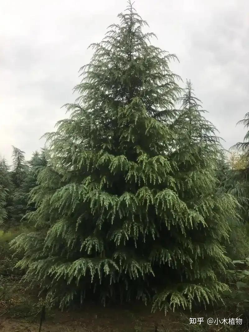 圣诞节里,用的圣诞树是哪些树的种类 - 知乎