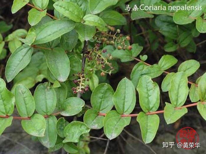 好用还不花钱的植物染料——马桑,不看后悔 - 知乎