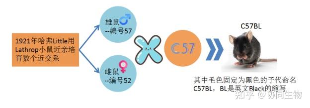 实验小鼠，常见品系介绍 - 知乎