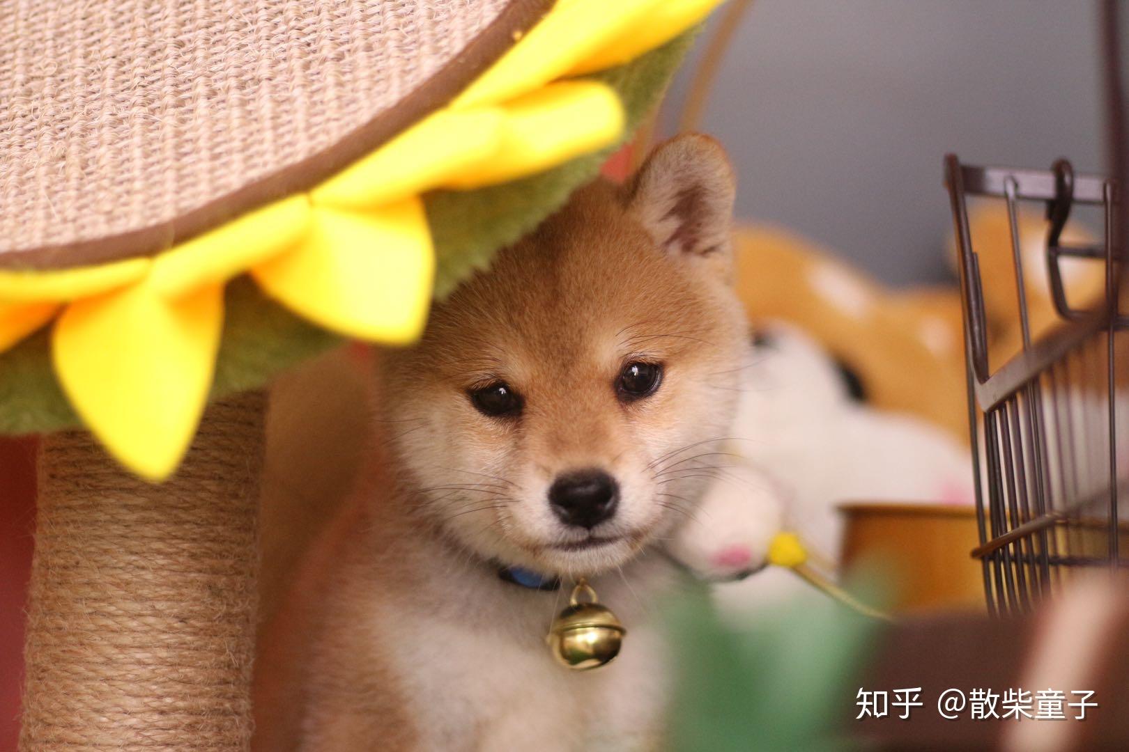 柴犬不能吃什么食物?柴犬饲养技巧