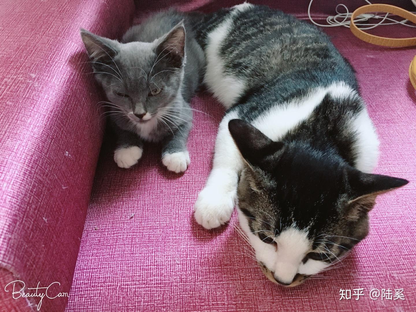 养猫的人都会和猫猫一起睡吗?