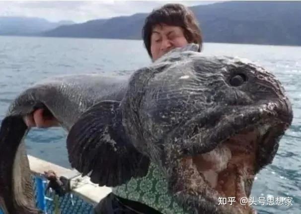 也有长得像外星生物一样恐怖怪异的变异鲶鱼.