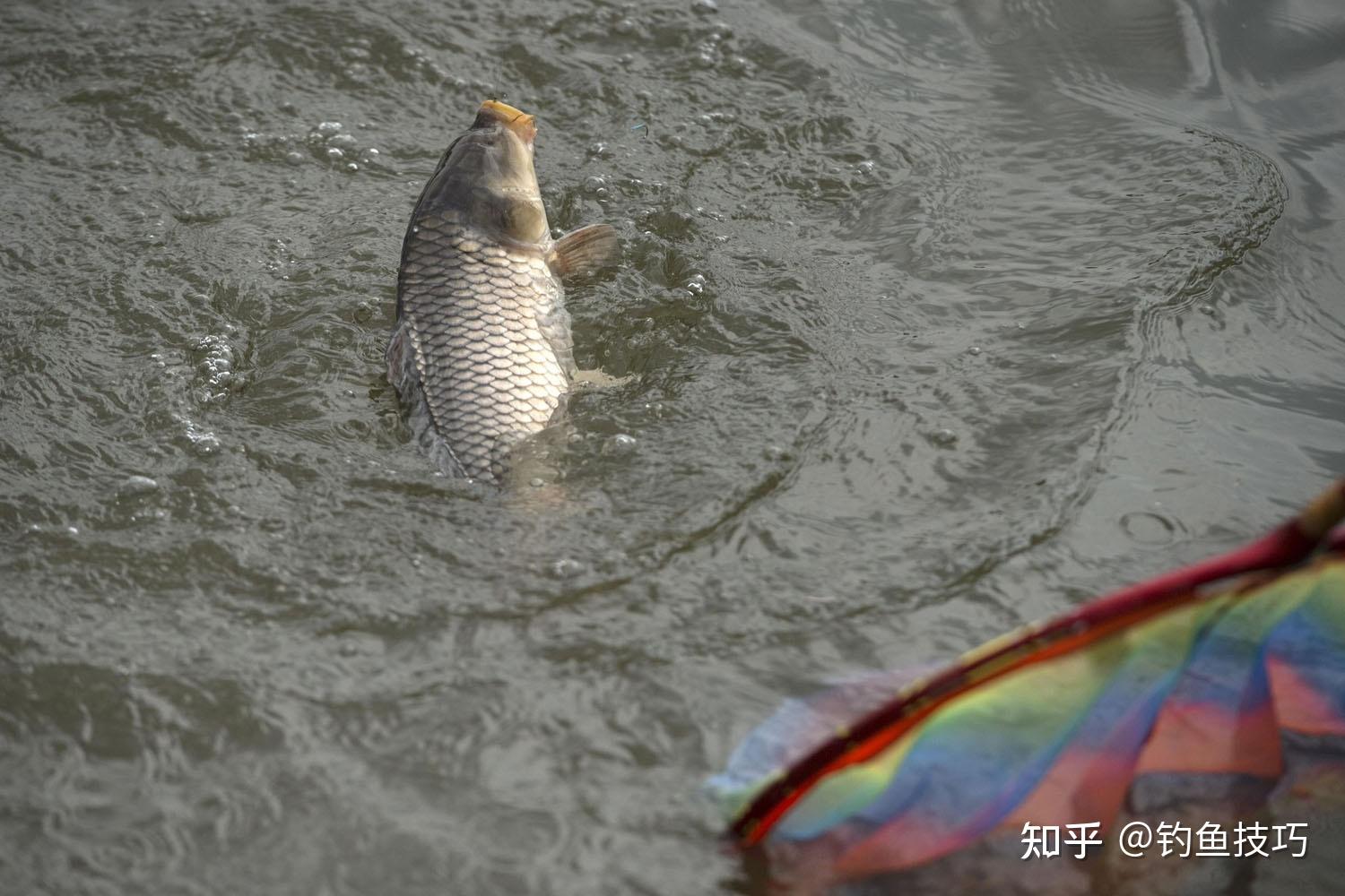 天桥黄河鲤鱼-名特食品图谱-图片