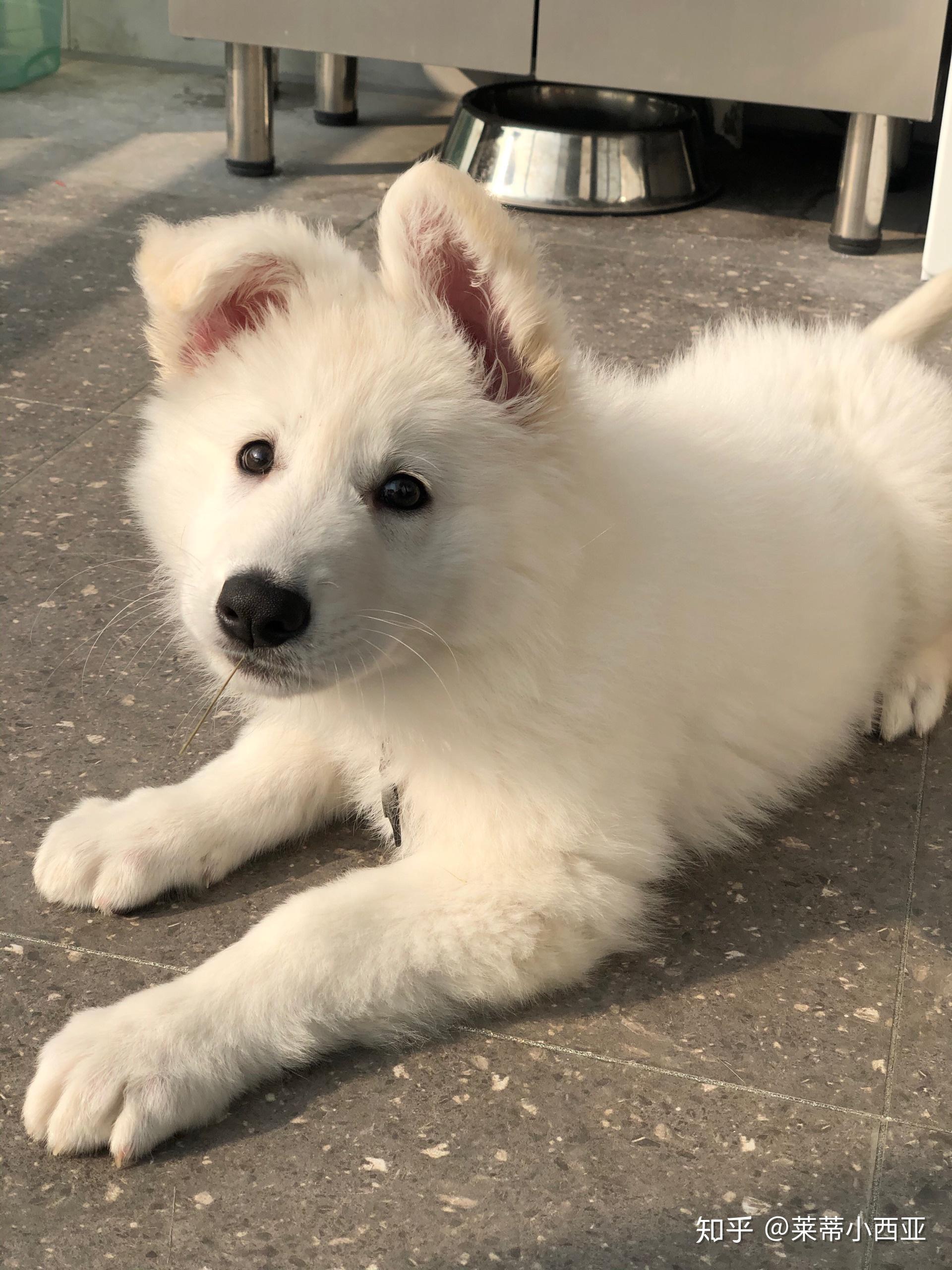 国内谁家有瑞士白色牧羊犬?白德牧.