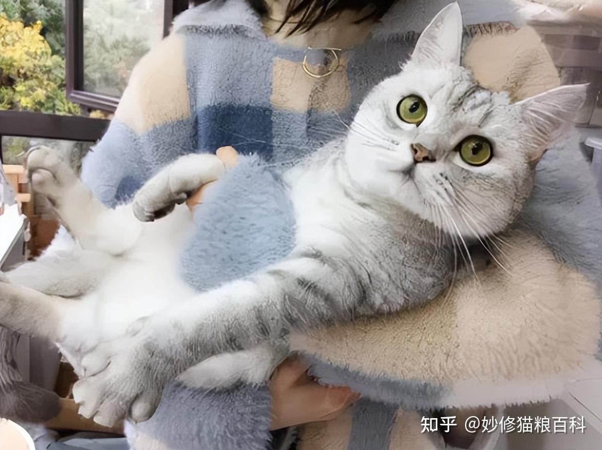 过来人告诉你,这样“抱猫”是不对的,难怪被猫咬 - 知乎