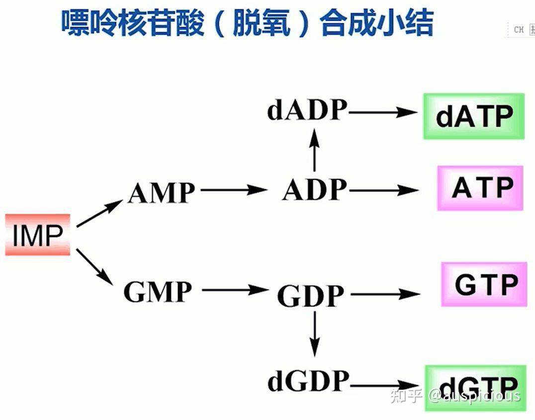 大学 生物课 复习总结(生化,细生,分生,蛋白组学)