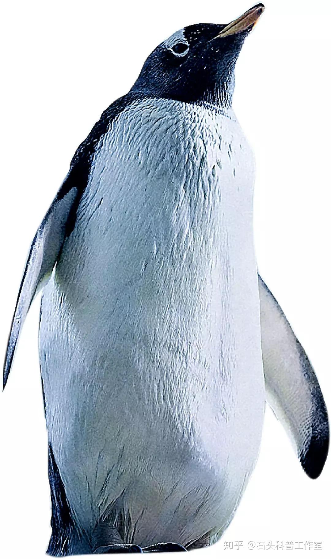 企鹅摄影图__野生动物_生物世界_摄影图库_昵图网nipic.com