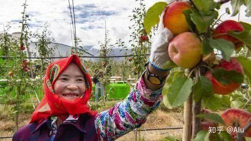 矮化苹果树的栽培技术优点