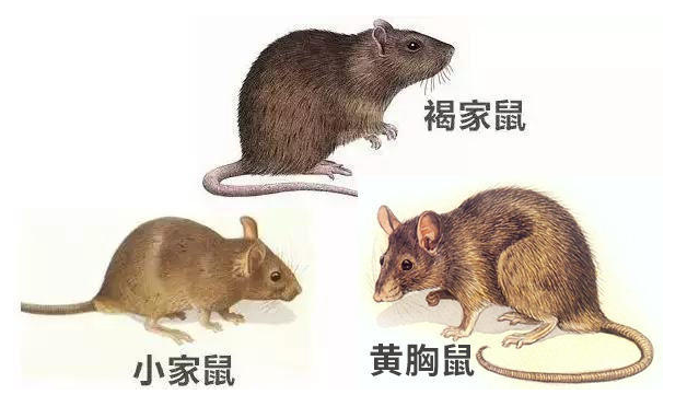 v2-124ea649dead98eb00f9a43c70152553_1440w.jpg?source=172ae18b