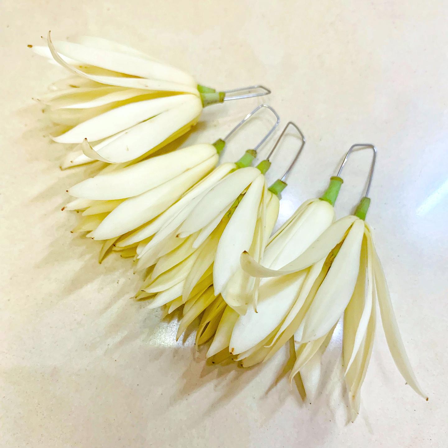 白兰花有卖伐 知乎