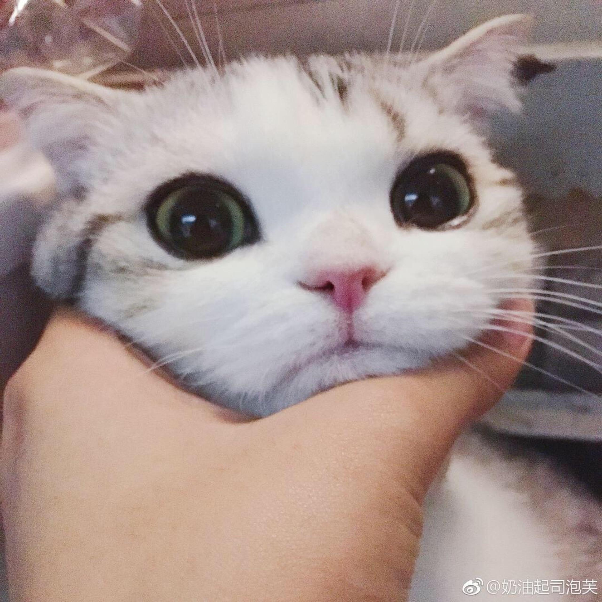 魔法猫咪悠米