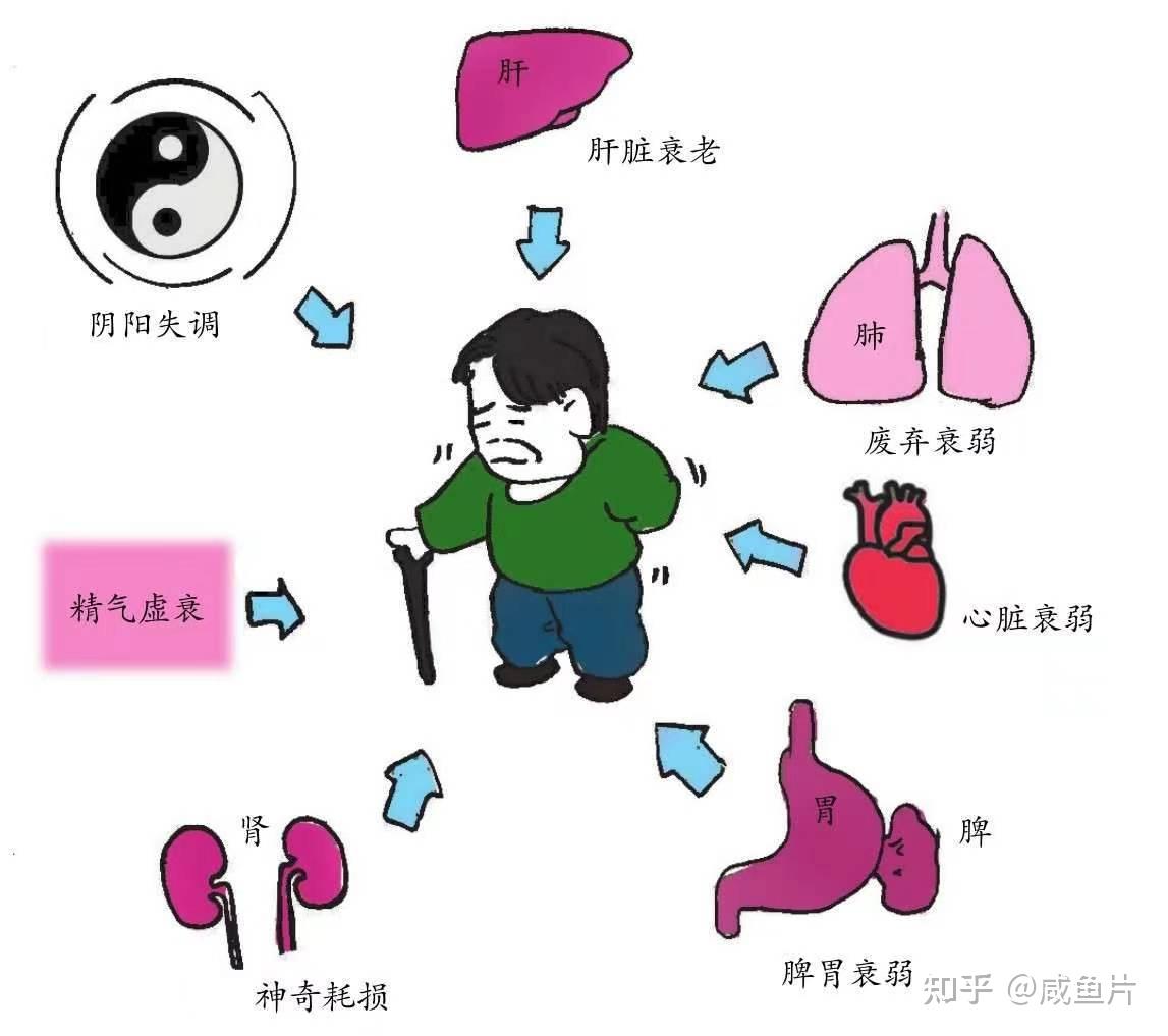 中医论衰老：人体的五脏是何时开始衰老的？ - 知乎