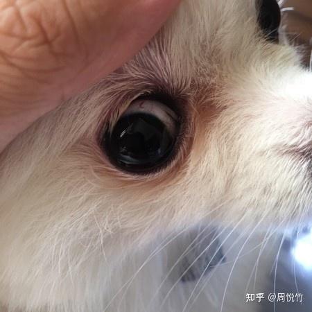 狗狗眼睛有一条东西弄不出来