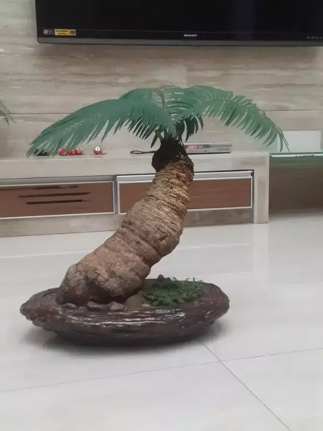 精心培育,现在栽培繁殖技术突飞猛进,市场上偶尔有销售的石山苏铁盆景