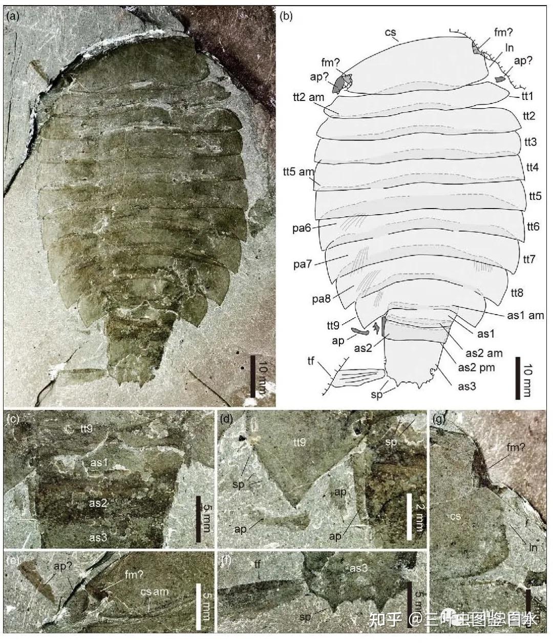 inexpectans及复原图(图片来源:孙智新等,2020a)2020年,孙智新等又在