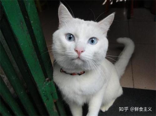 猫咪夏天不爱吃饭 怎么办 知乎