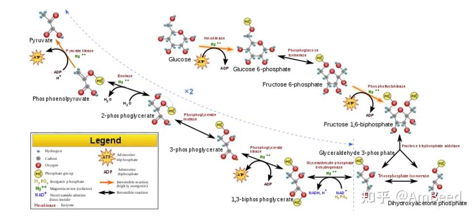 机体快速能量供应：糖酵解的作用与机制 - 知乎