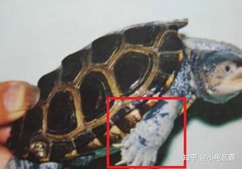图示对比乌龟腐皮和疥疮的区别 - 知乎