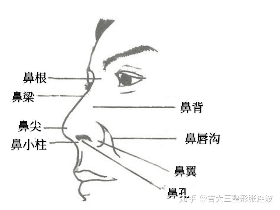 鼻梁在哪个位置图解图片