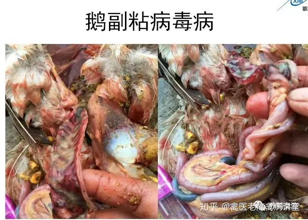 鹅副黏病毒真难治最怕混感手把手教你判断鹅副黏病毒