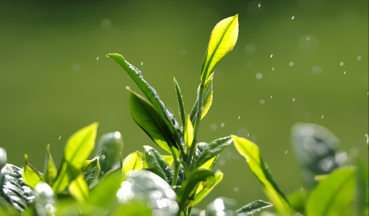 茶树的品种茶树的基本知识爱茶之人必看