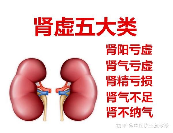 肾虚如何补?老中医临床经验分享,帮你正确补肾 让你远离肾虚肾亏 - 知乎
